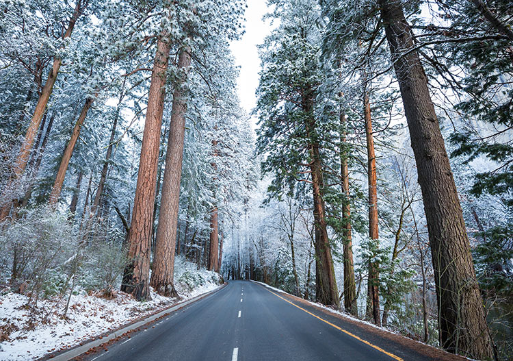 идеи для фото в зимнем лесу