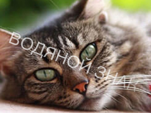 Как убрать водяной знак с фото