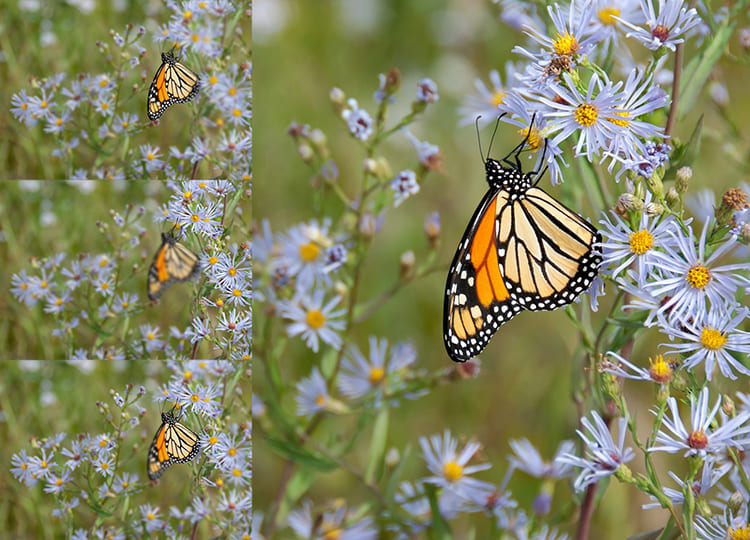 стекинг при макросъемке