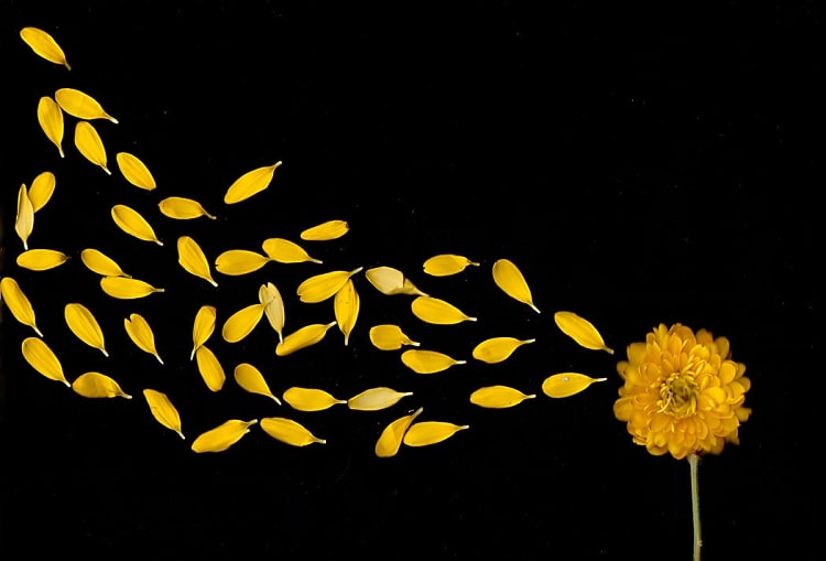 Сканировать или фотографировать