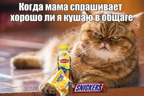 Мем, который создали в программе ФотоМастер