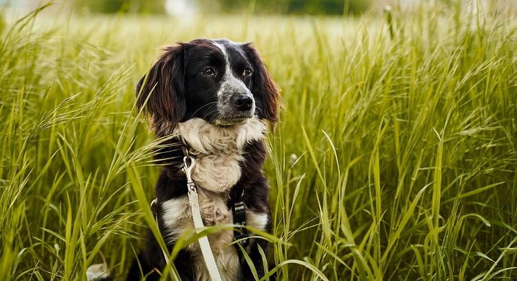 Как фотографировать животных в движении