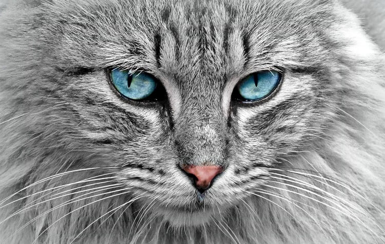 Акцент в фотографии