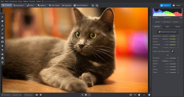 Фотосессия с кошкой