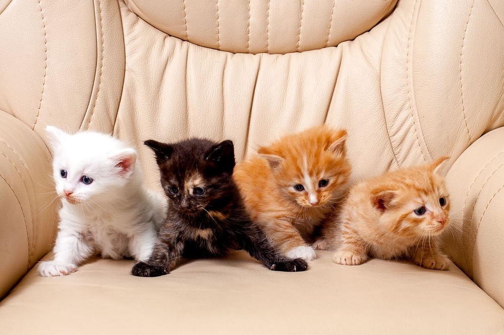 Фотосессия с котятами