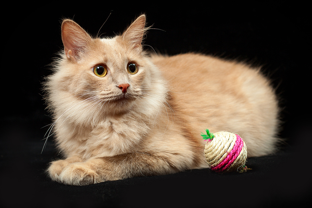 Фотосессия кота