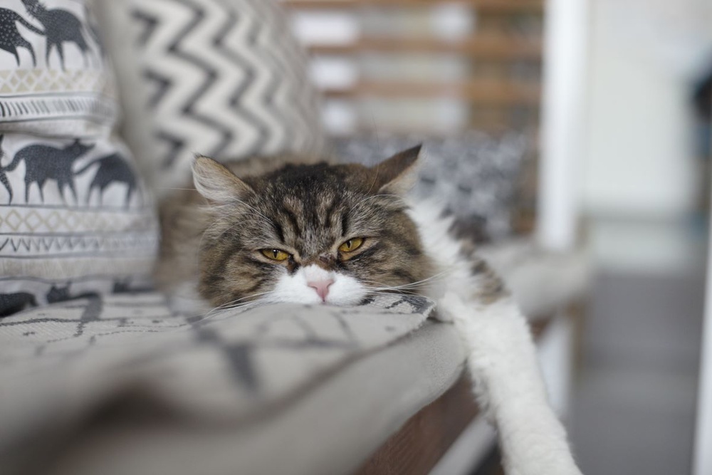 Размытие фона на фото