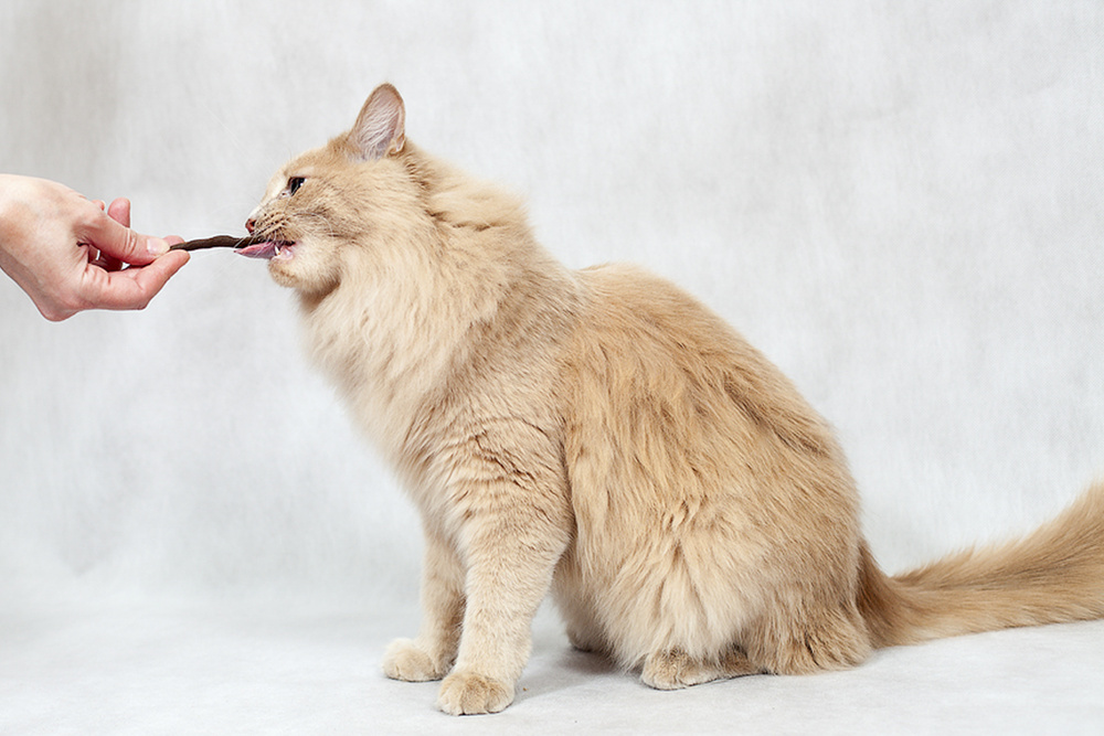 Кормление кота