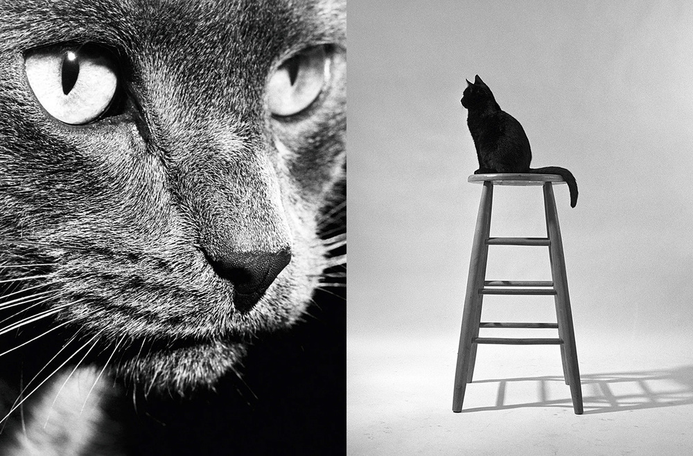 Кошачья фотосессия Уолтера Чандоха