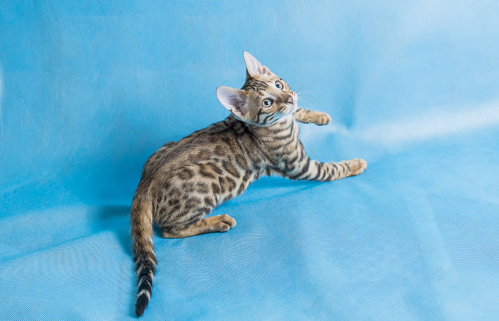 Ракурс сверху для фото