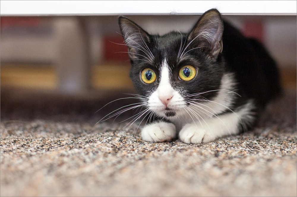 Съемка на уровне животного