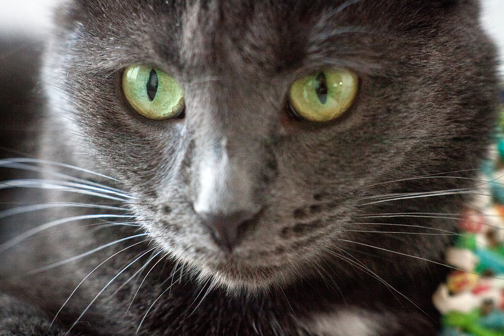 Съемка крупным планом