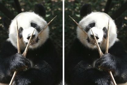 Как отзеркалить фото