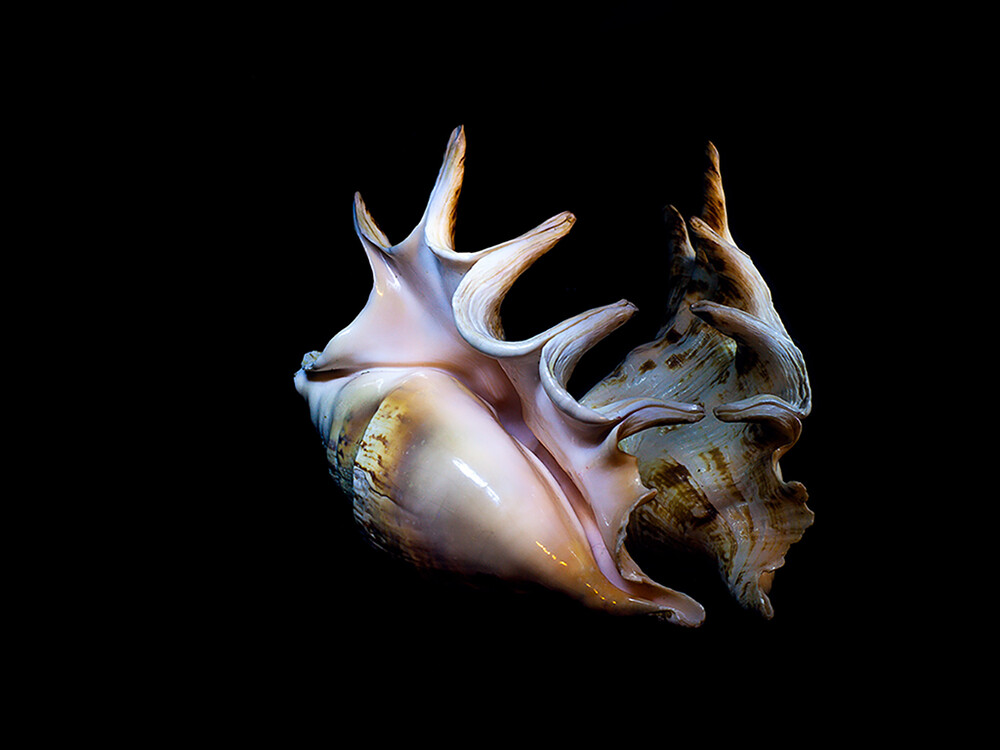 Фотография с одним источником