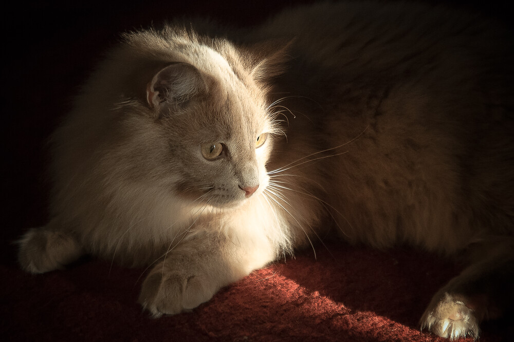 Фотография в естественном освещении