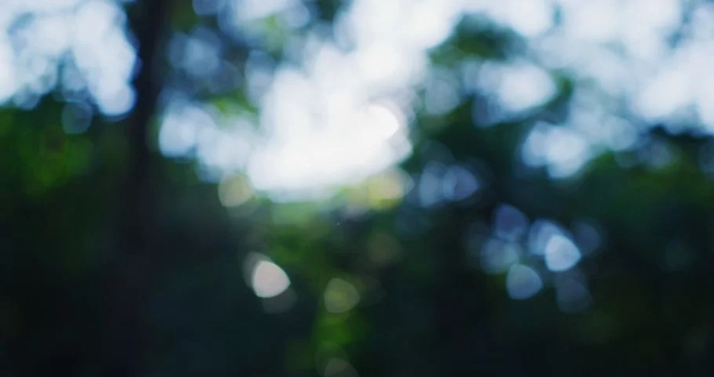 Rollei Carl Zeiss Planar