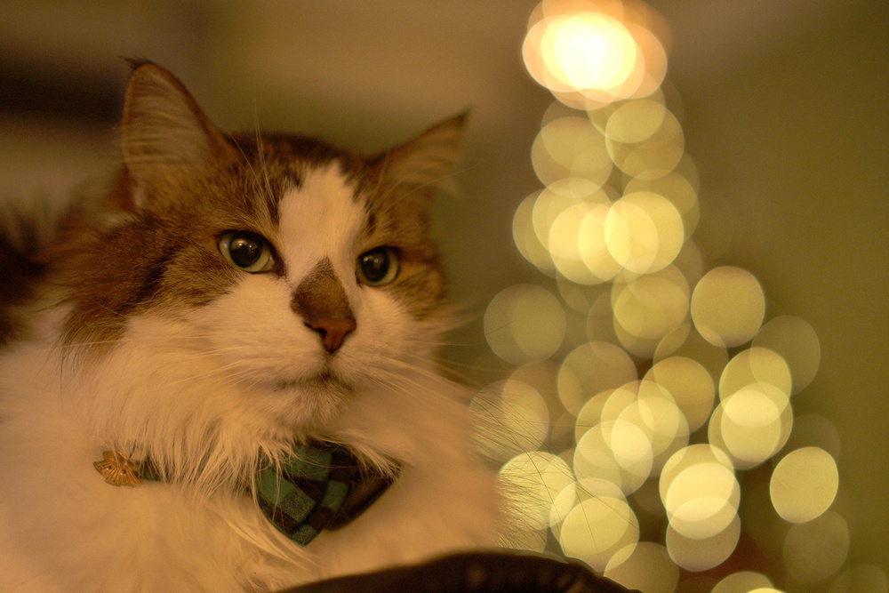 Круглый боке