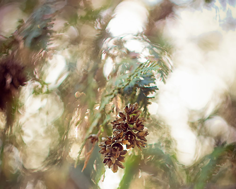 Овальный боке