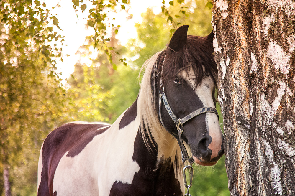 Спиральный боке