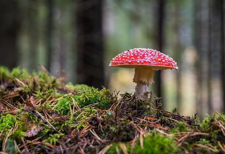 Золотое сечение