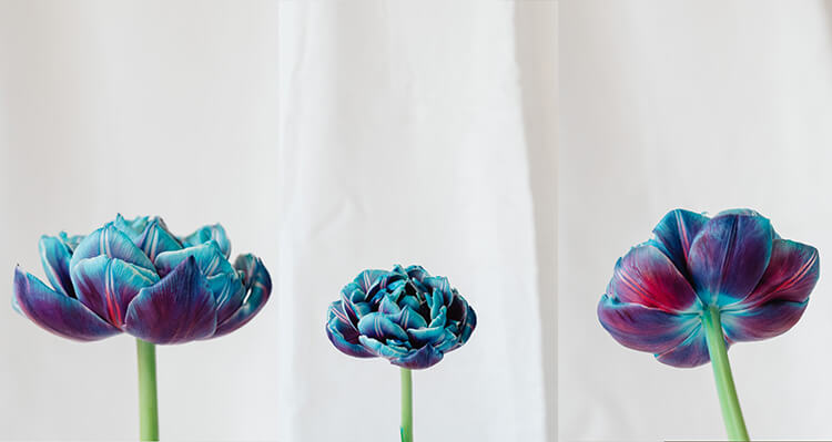 Цветок с разных углов