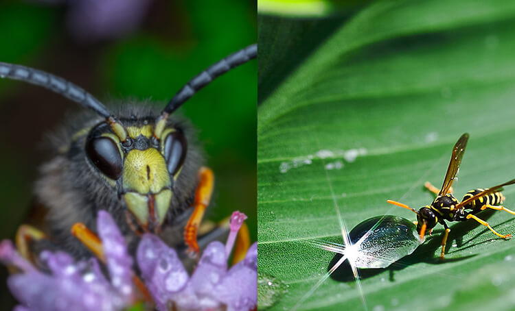 Разница между видами фокусировки