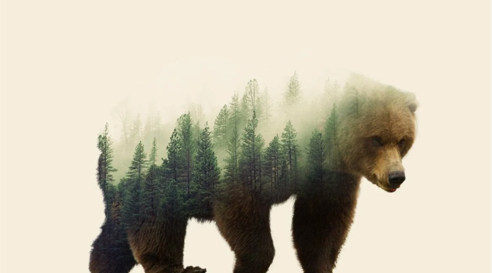 наложить изображение леса на силуэт животного