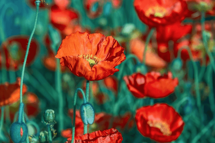 Зачем нужна корректировка изображений